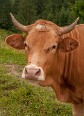 Red Carpathian cow,, Carpathian mountains, Ukraine