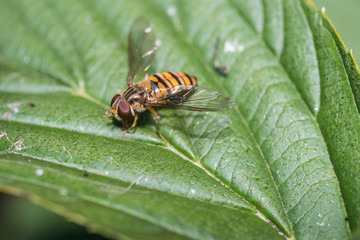 A  marmalade hoverfly on a leaf