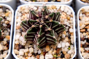 Gymnocalycium Mihanovichii Cactus and Succulent