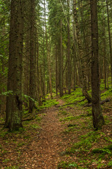 Obraz premium Forest road across the trees, Carpathian mountains, Ukraine