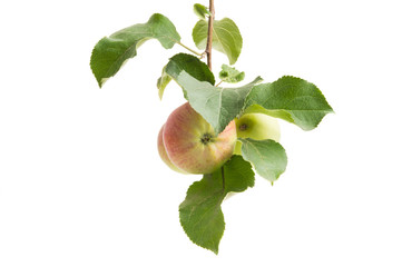 apple branch with apple isolated