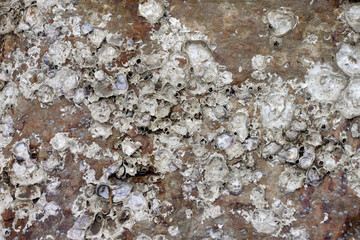 The rock on surface with shells are attached to the dead stone.