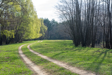 Spring lanscape with forest