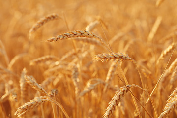 Summer time for harvest. Golden ears of wheat are ready for Harvest. Harvest Concept. Background of wheat field.