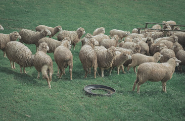 Fototapeta premium Sheep flock