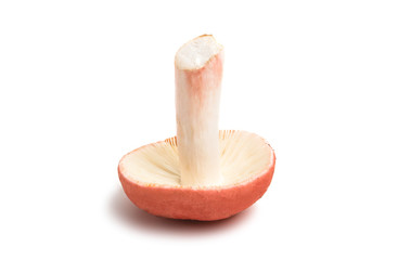 mushrooms russula isolated