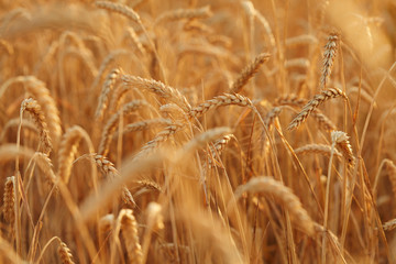 Summer time for harvest. Golden ears of wheat are ready for Harvest. Harvest Concept. Background of wheat field.