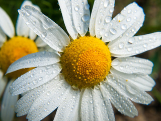 Michaelmas Diasy after rain