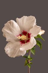 Hibiskus © Hal-Pic