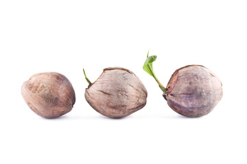 coconut  seedlings are growing sprout on white background planting agriculture isolated
