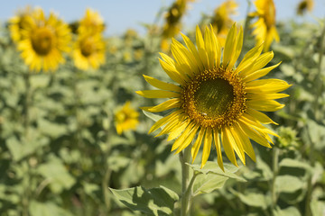 Sunflower closeup on flower field landscape