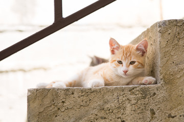 Two kittens on stairs at home
