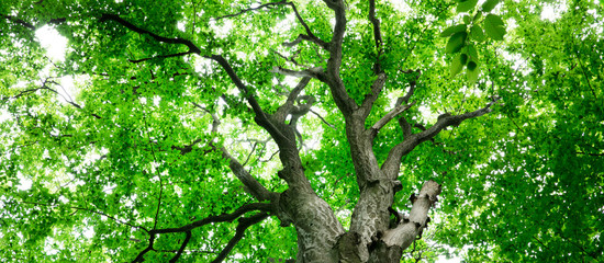 forest trees. nature green wood sunlight backgrounds