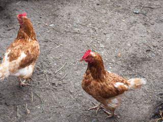 chicken walk in the yard