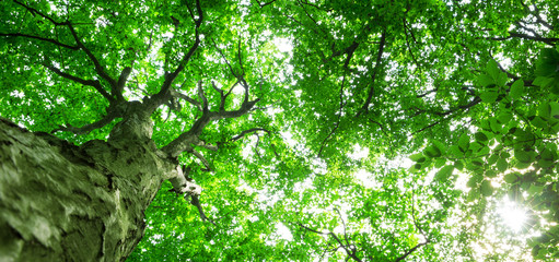 Forest trees. nature green wood sunlight backgrounds