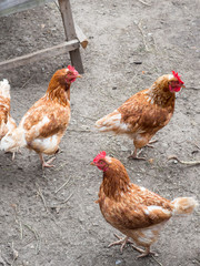 chicken walk in the yard