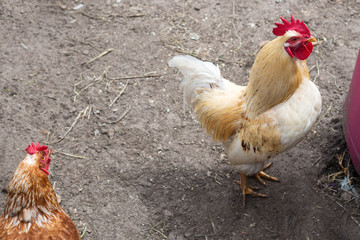 Rooster in the hen house