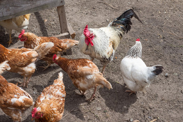 Rooster and chickens walk in the yard