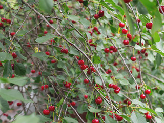 Cherry orchard in the countryside