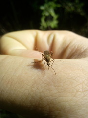 mosquito bite