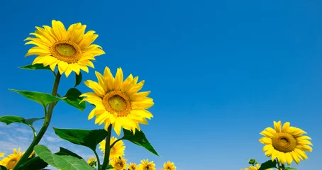 Foto auf Acrylglas Sonnenblume Sonnenblumenfeld mit bewölktem blauem Himmel