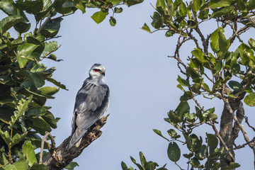 Black shouldered Kite in Kruger National park, South Africa ; Specie Elanus caeruleus family of Accipitridae