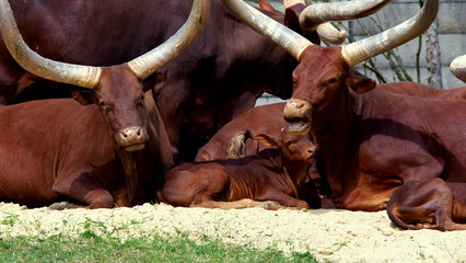 Watussi - groźne krowy z ogromnymi rogami pilnują swoje młode ciele © Konrad_elx