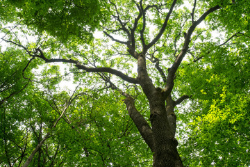 forest trees. nature green wood sunlight backgrounds