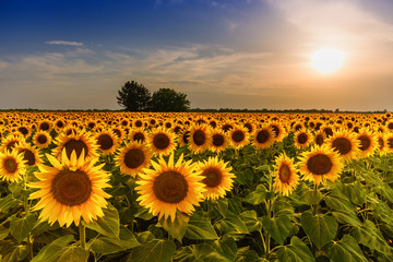Beautiful sunflower field panorama in sunset in summer