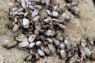 Wild Mussels on a Rock