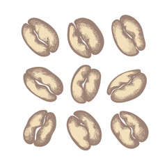 Vector nature set. Shape of coffee beans