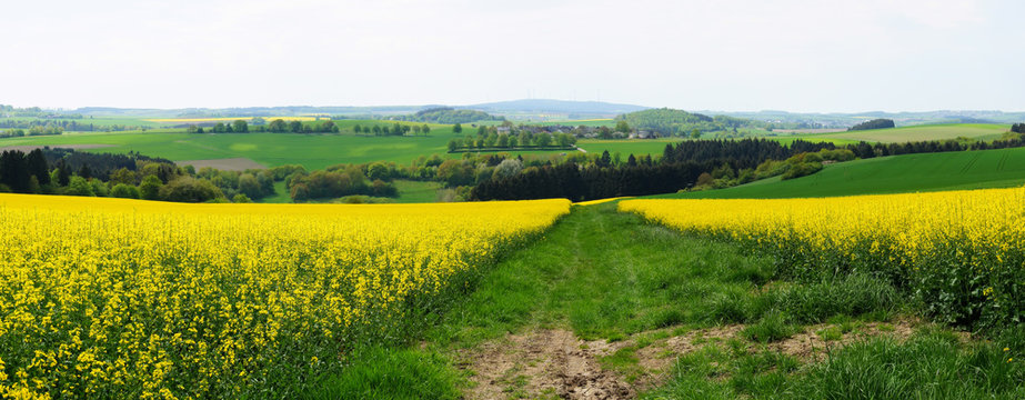 Landschaft in Hunsr&uuml;ck mit Rapsfeldern Panorama im Fr&uuml;hling
