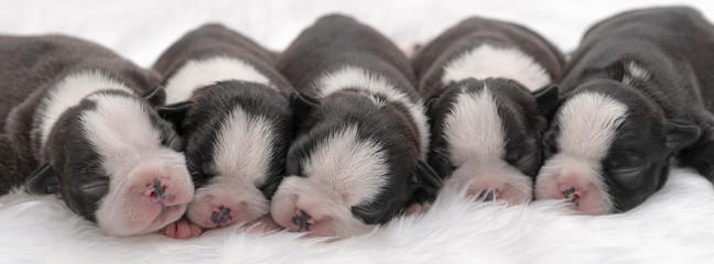 puppy dog just born ,lovely dog. © somchaikhun