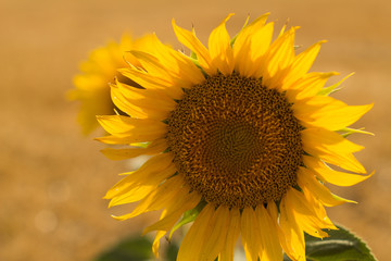 Obraz premium summer landscape with beautiful sunflowers
