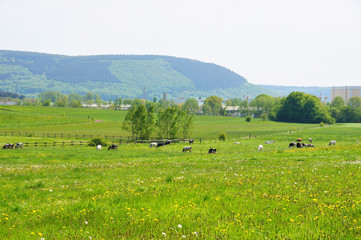 Fototapeta na wymiar grüne Frühlingslandschaft in der Wittlicher Senke 