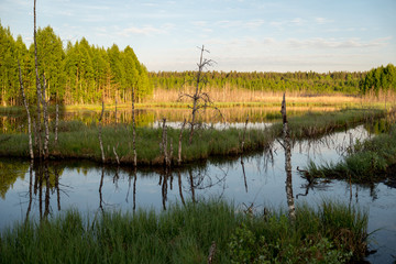 Swamp in field by the forest