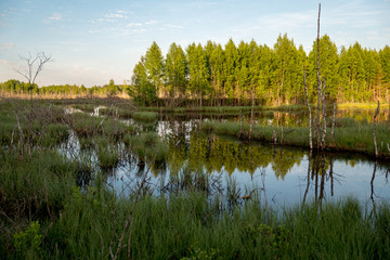 Swamp in field by the forest