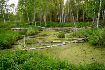 Swamp in field by the forest