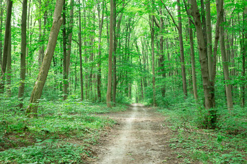 Forest trees. nature green wood sunlight backgrounds
