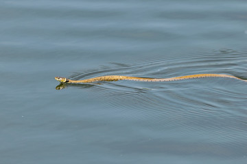 Grass snake swimming across a calm still lake