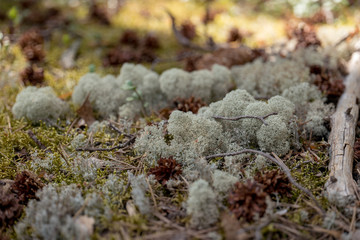 Forest covered in lichen