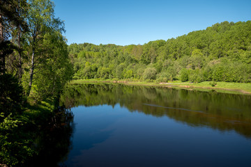 Riverside forest view