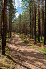 Road through forest