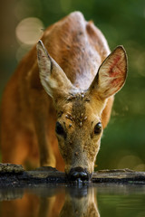 European Roe Deer - Capreolus capreolus, common deer from European forests, woodlands and meadows.