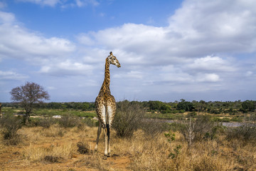 Giraffe in Kruger National park, South Africa