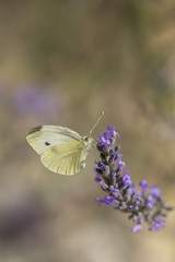Small white (Pieris rapae)