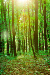Obraz premium Forest trees. nature green wood sunlight backgrounds