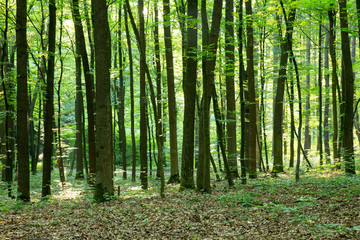 Obraz premium Forest trees. nature green wood sunlight backgrounds