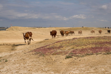 Obraz premium many cows walk in the deser during drought