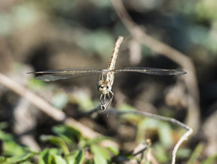 Closeup detail of wandering glider dragonfly on blade of grass